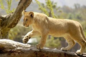 une courageux Lion lionceau tests le sien pied sur une abattu arbre branche sur le sien posséder. photo