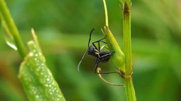 photo macro une fourmi de à le jardin dans le Matin
