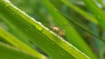 silencieux vert araignée sur feuille herbe dans riz champ photo