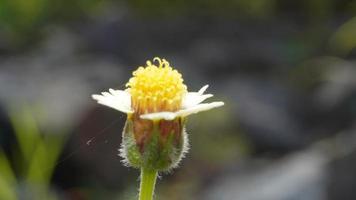 une Jaune fleur dans le jardin avec brouiller Contexte photo