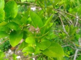 peu papillon alerte photo