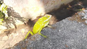 caméléon à côté de le rivière photo