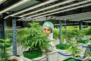 cannabis chercheur scientifiques examiner cannabis les plantes et fleurs sur industriel fermes. concept de alternative à base de plantes médicament. médical cannabis