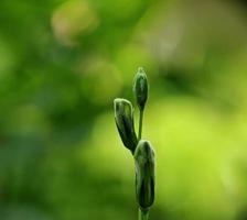 fermer photo de fleurs