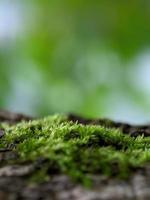 macrophotographie, mousse verte photo