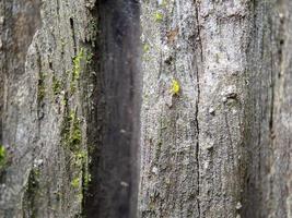 proche en haut photo de bois texture