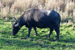 l'eau buffle tandis que en mangeant photo