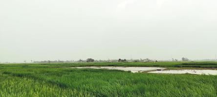 paddy champ bleu ciel plus de le lac, Naturel vue de village les terres agricoles photo