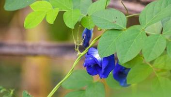 bleu papillon pois fleur dans une jardin avec vert feuilles sur Contexte. fermer photo, flou. photo