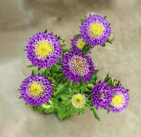 une violet et blanc fleur avec une Jaune centre, une vase de violet et Jaune fleurs dans le jardin avec une Jaune centre. photo