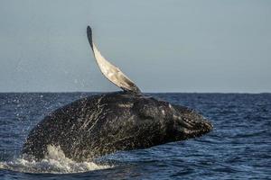 à bosse baleine briser dans cabo san lucas baja Californie sur Mexique pacifique océan photo
