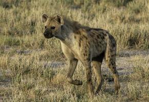 une hyène dans etosha nationale parc. photo