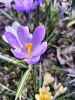 sur une ensoleillé jour, coloré crocus Floraison dans une clairière dans une ville parc. photo