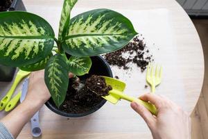 rempotage une Accueil plante dieffenbachia tropique neige dans une Nouveau pot dans Accueil intérieur dans une double pot avec automatique arrosage. soins pour une mis en pot usine, fermer photo