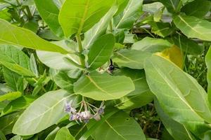 noir abeille prendre nectar plus de le violet fleur lorsque printemps saison. le photo est adapté à utilisation pour animal sauvage la vie arrière-plan, printemps affiche et la nature contenu médias.