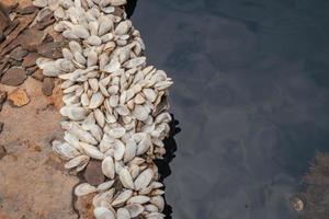 proche en haut coquille croissance en haut sur le carbone acier assiette sur le rouillé bateau. le photo est adapté à utilisation pour environnement affiche et Contexte.