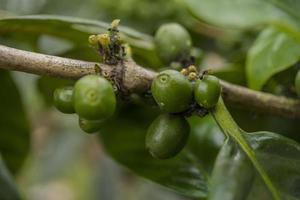 proche en haut photo de vert café haricot lorsque printemps saison. le photo est adapté à utilisation pour la nature arrière-plan, contenu social médias et fruit affiche.