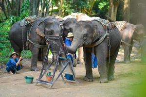 chiang Mai, Thaïlande, oct 2014, l'éléphant est La peinture une image à l'éléphant camp. chiang Mai, Thaïlande sur octobre 15, 2014. photo