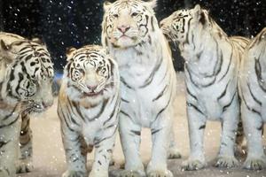 une groupe de magnifique blanc tigres couvert avec neige. année de le tigre selon à le chinois calendrier. photo