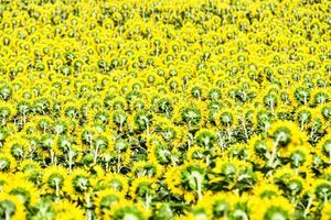 champ de tournesol en été photo