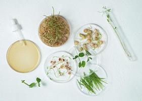 fond de soins cosmétiques de boîtes de Pétri et de tubes cosmétiques avec phytothérapie avec graines germées de pois, lentilles et grains de blé photo