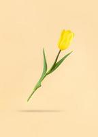 Tulipe jaune en lévitation sur fond beige et ombre en dessous photo