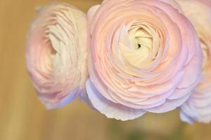 Fleurs de renoncule rose se bouchent avec un arrière-plan flou