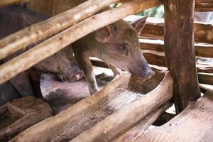 Jeune sale les cochons dans porc ferme photo