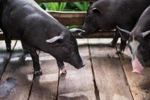 Jeune sale les cochons dans porc ferme photo