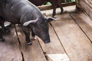 Jeune sale les cochons dans porc ferme photo