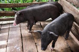 Jeune sale les cochons dans porc ferme photo