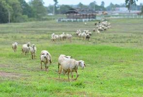 moutons dans un pré photo