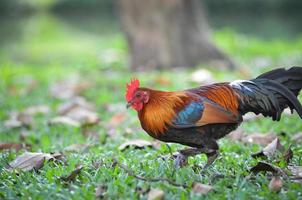 coq nain poulet est en marchant dans le pelouse photo