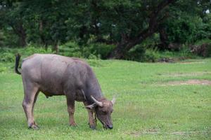 buffle dans champ, Thaïlande sept photo