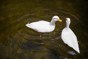 deux blanc canards dans le étang photo