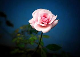 magnifique rouge fleurs Rose bouquet photo