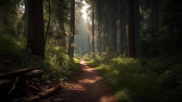 brumeux chemin par le forêt ,coucher de soleil dans une foncé forêt avec des rayons de lumière qui passe par le des arbres photo