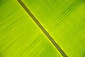 vert texture banane feuille arrière-plan, photo