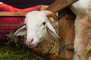 chèvre ou agneau kambing qurban dans animal marchés à préparer sacrifices sur eid Al adha, idiot adha, idiot qurban. photo
