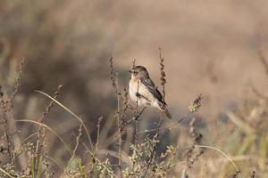 une femelle désert blé ou oenanthe déserti observé dans rann de kutch photo