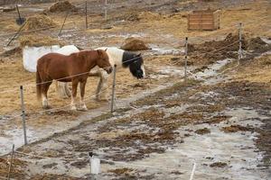 chevaux dans une ferme dans un enclos extérieur au printemps photo