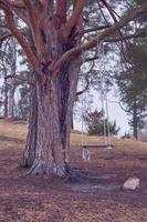 balançoire en bois sur une branche d'arbre au printemps photo