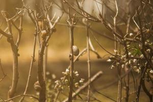 fleurs mode de vie, printemps concept photo