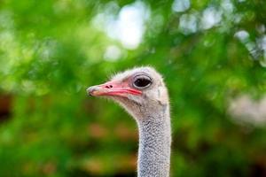 commun autruche oiseau tête Haut vue fermer avec la nature Contexte. photo