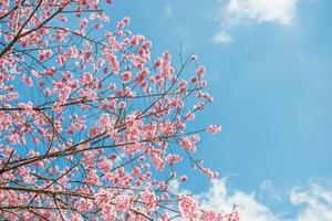 rose Sakura à Thaïlande photo