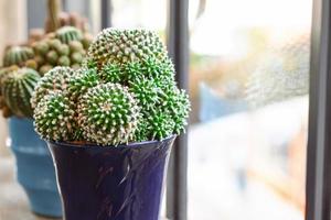 cactus en pot photo