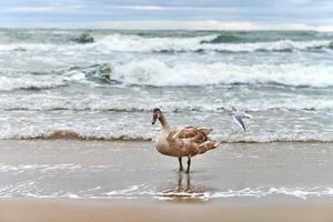 jeune cygne de couleur marron marchant au bord de la mer baltique, gros plan photo