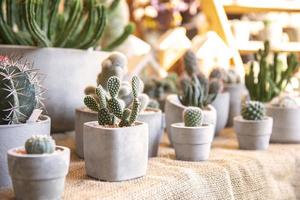 collection de divers cactus et succulent les plantes photo