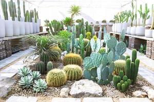 collection de divers cactus et succulent les plantes intérieur maison jardin photo