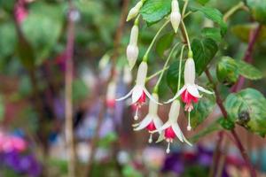 une bouquet de épanouissement fuchsia photo